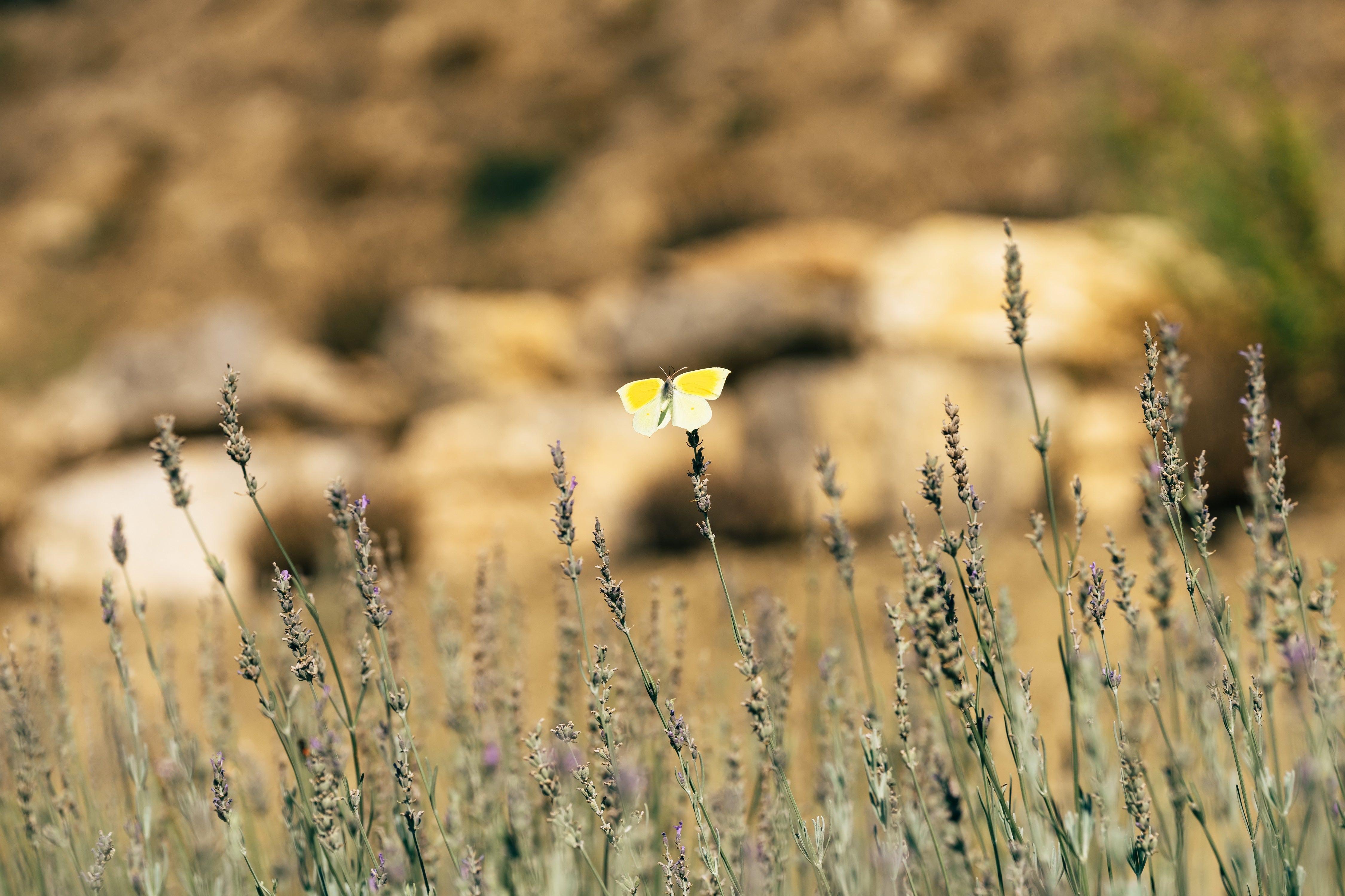 Le guide de nos certifications biologiques