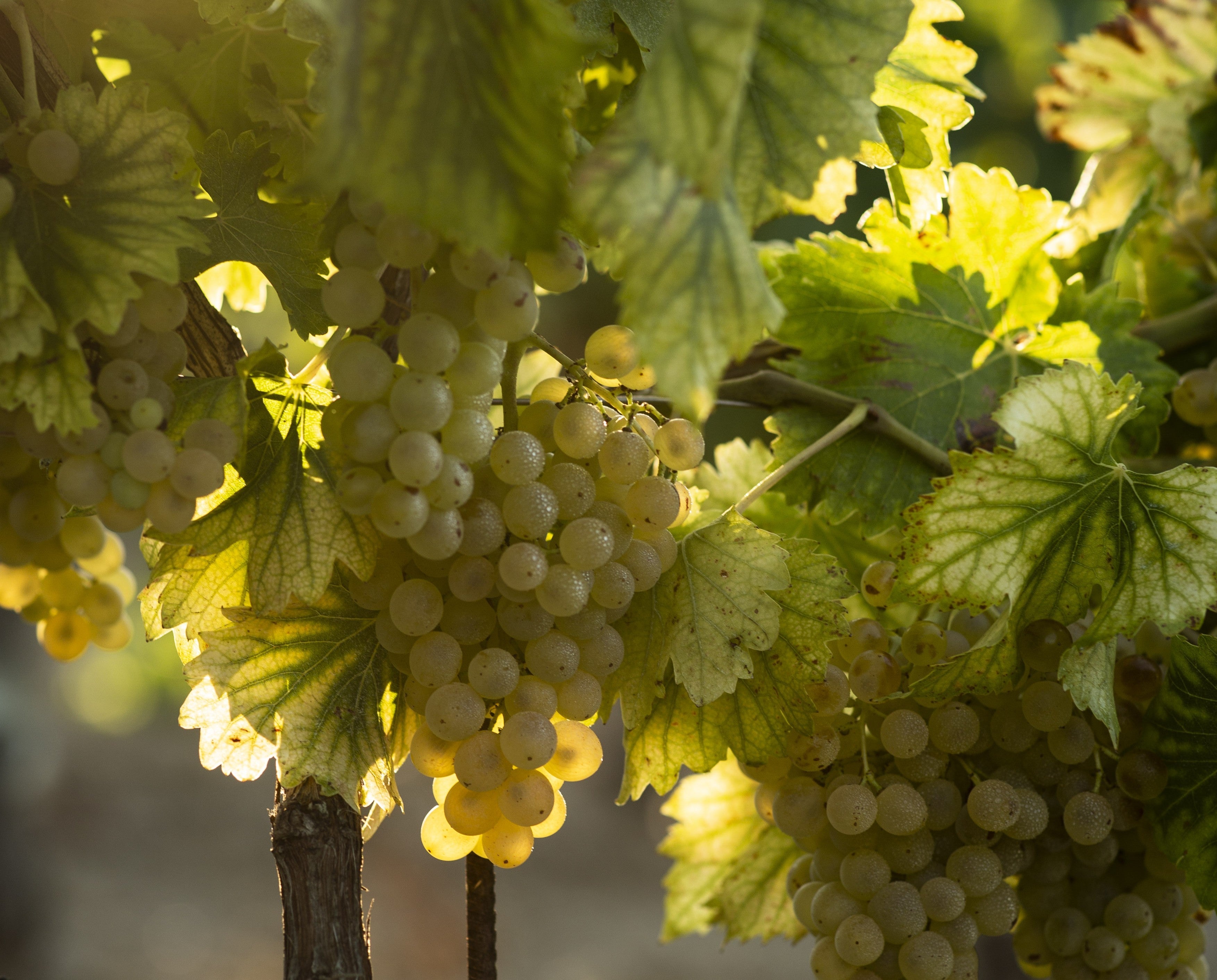 Nos vins biologiques