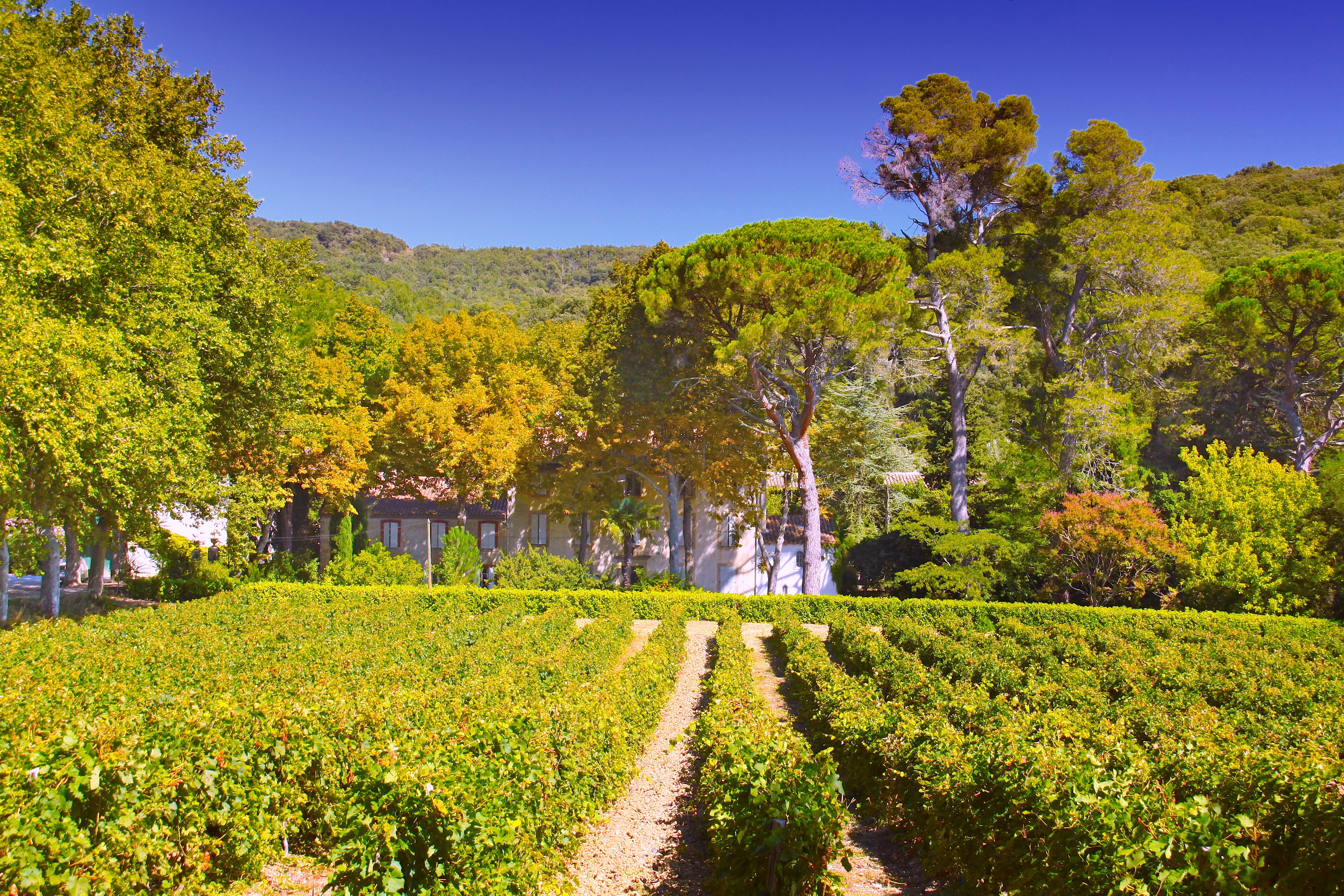 Château La Soujeole Grand Vin Rouge 75cl 2019 lot de 6 bouteilles avec caisse bois - Gérard Bertrand