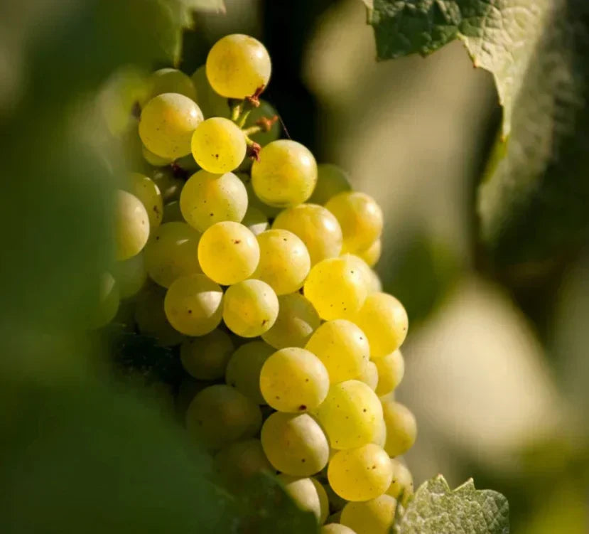 Viognier cépage blanc sud de la france Cigalus Blanc