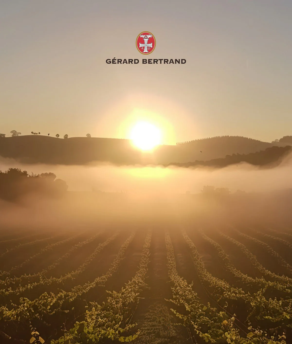 Quand la vigne s'éveille : L'incroyable métamorphose du printemps