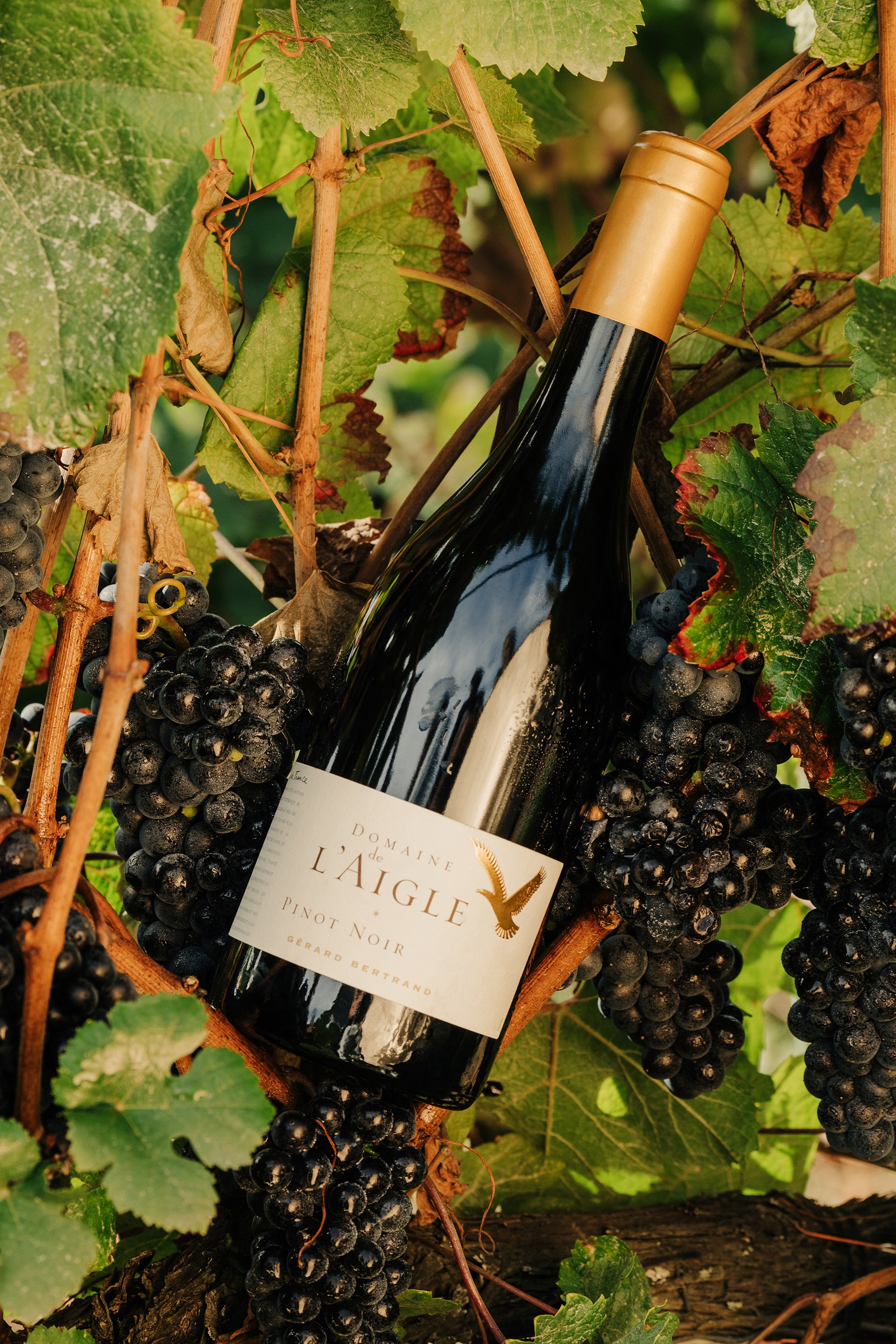 Domaine de l'Aigle Pinot Noir 2023 75cl vin rouge bio biodynamique - Gérard Bertrand