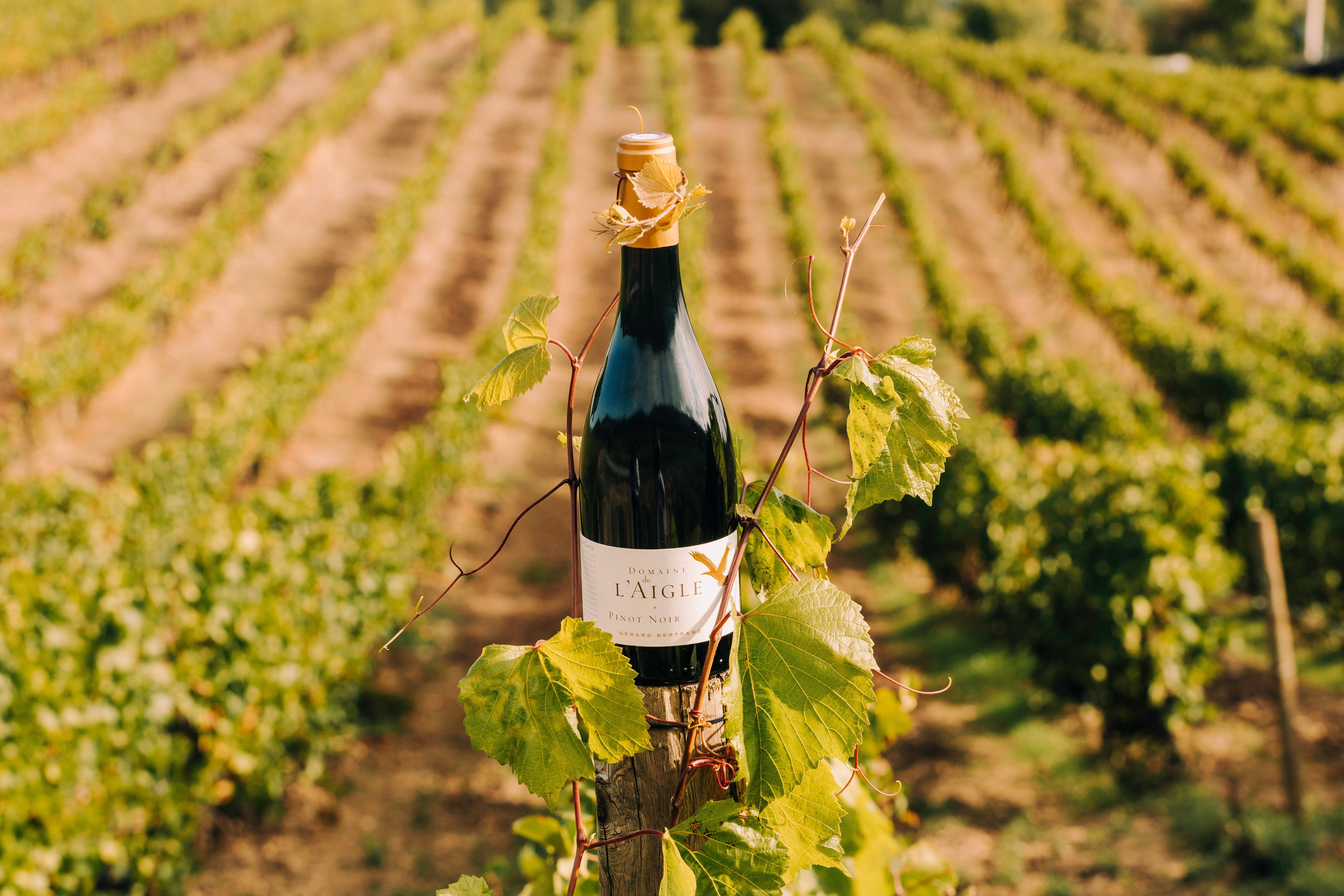 Vendanges 2025 au Domaine de l'Aigle : Altitude, fraîcheur et savoir-faire