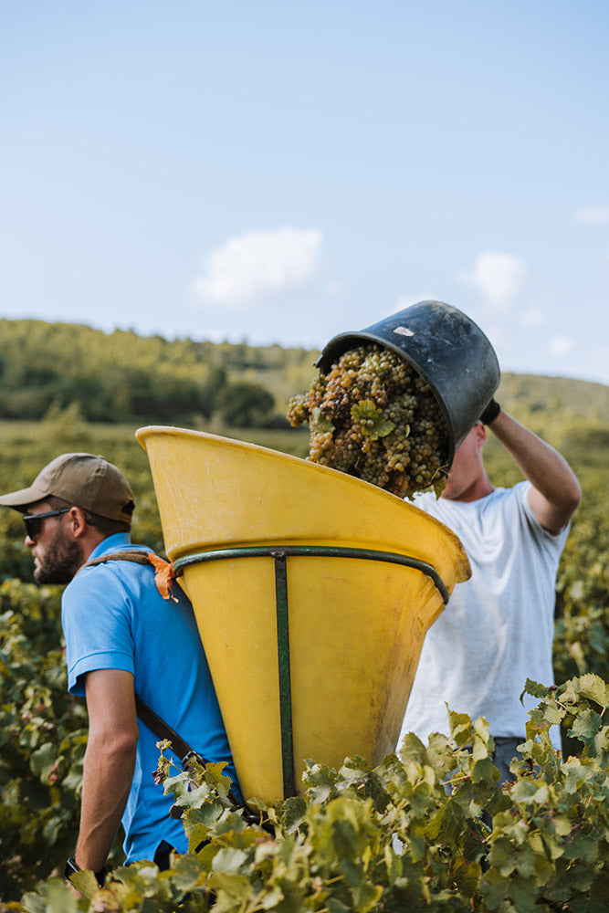 Millésime 2019 - Tendances et perspectives dans les vignobles Gérard Bertrand