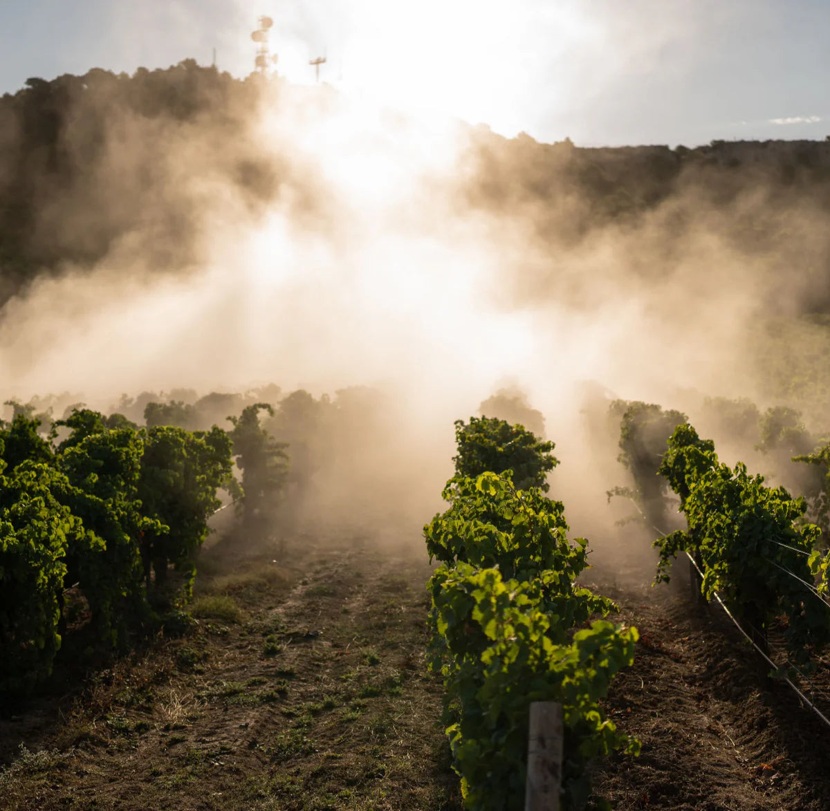 Nos vins d'automne