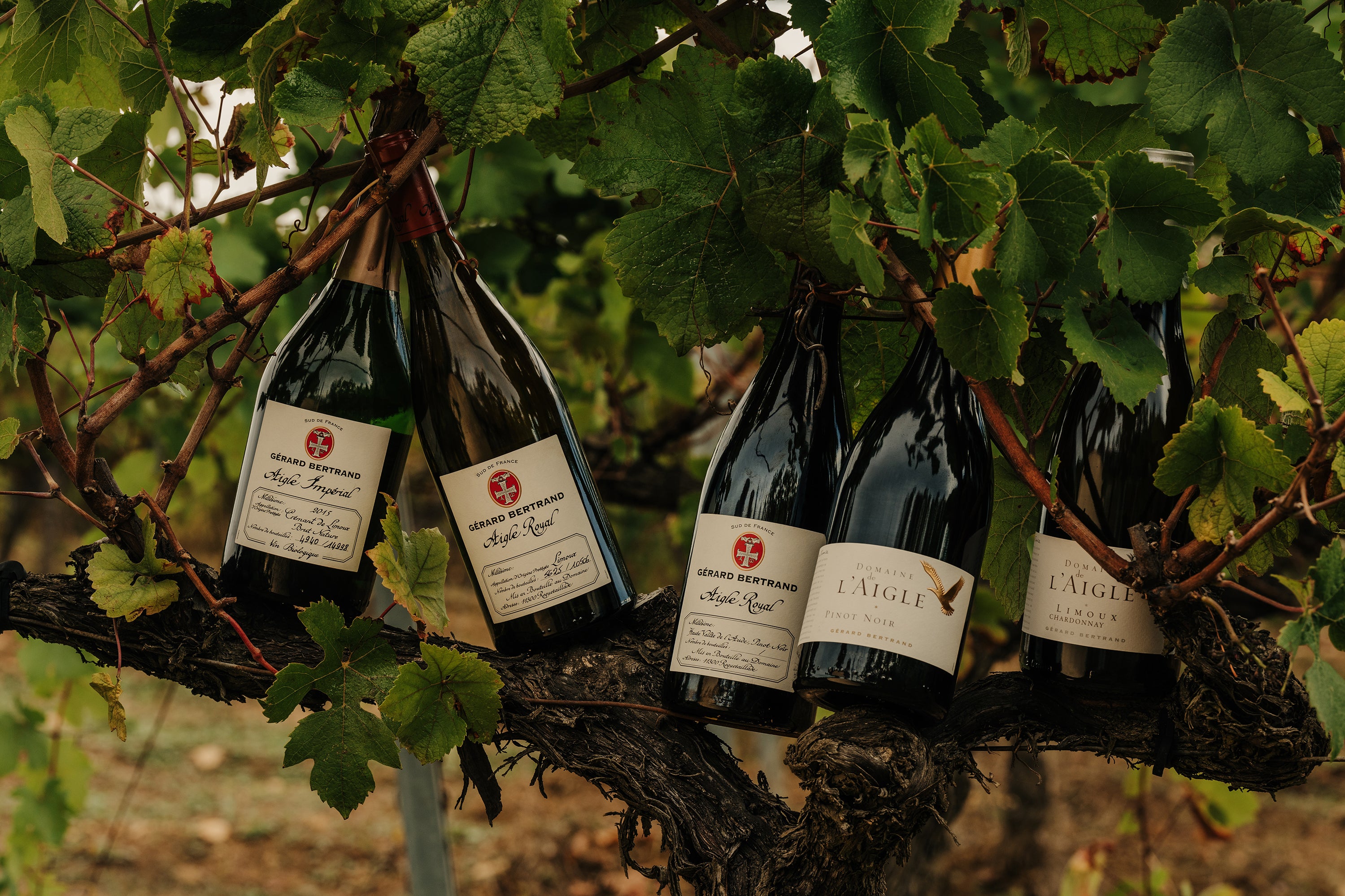 Domaine de l'Aigle Pinot Noir 2023 75cl vin rouge bio biodynamique - Gérard Bertrand