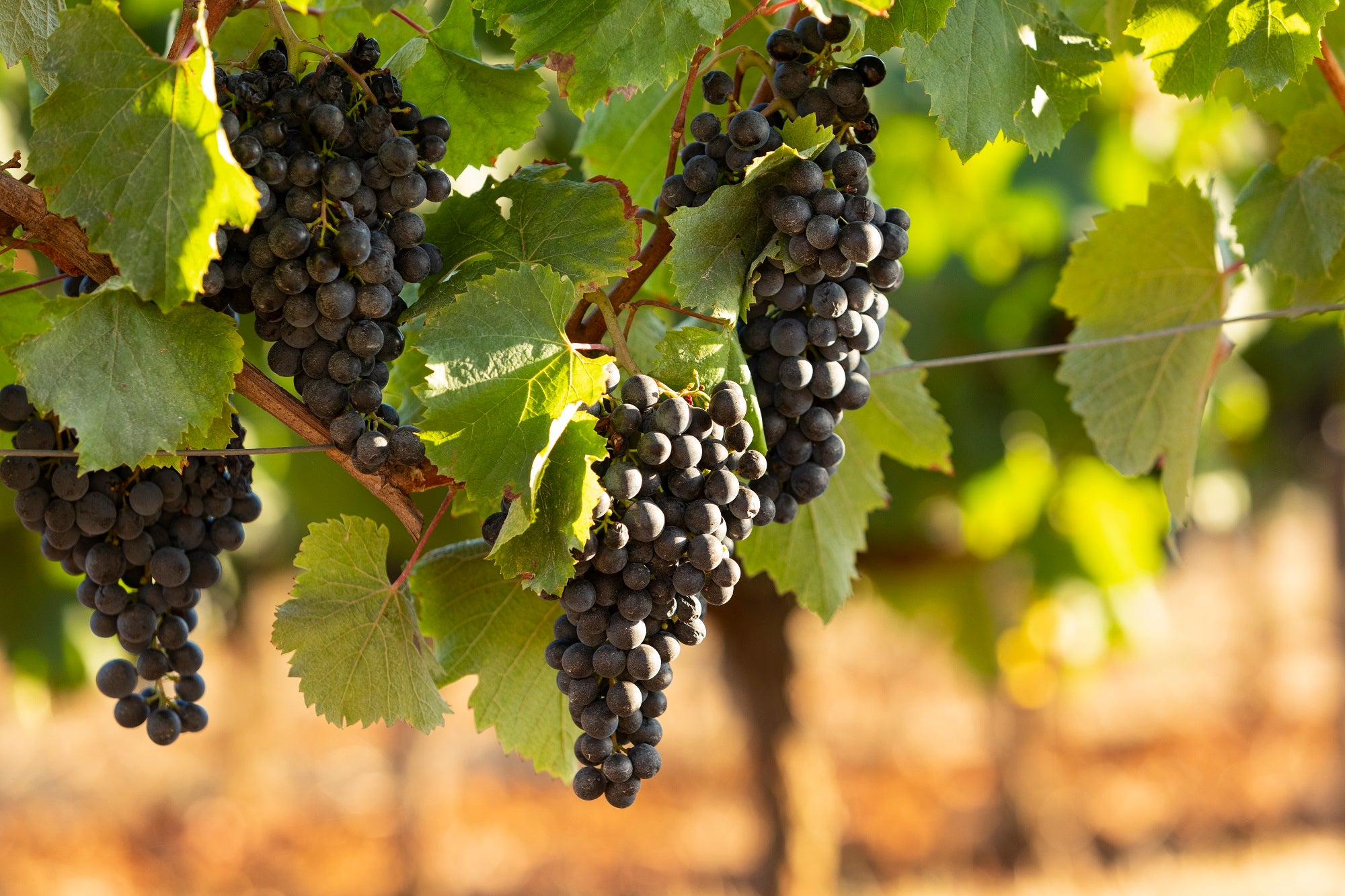 De la uva a la botella: proceso de creación del vino dulce