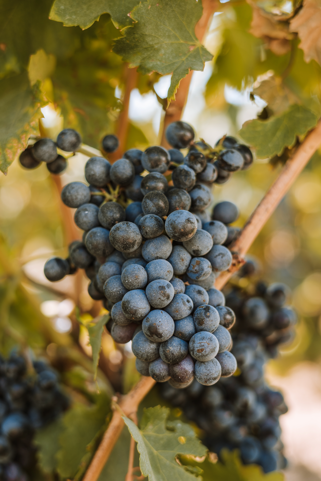 Du bouton à la bouteille : voyage au coeur du raisin