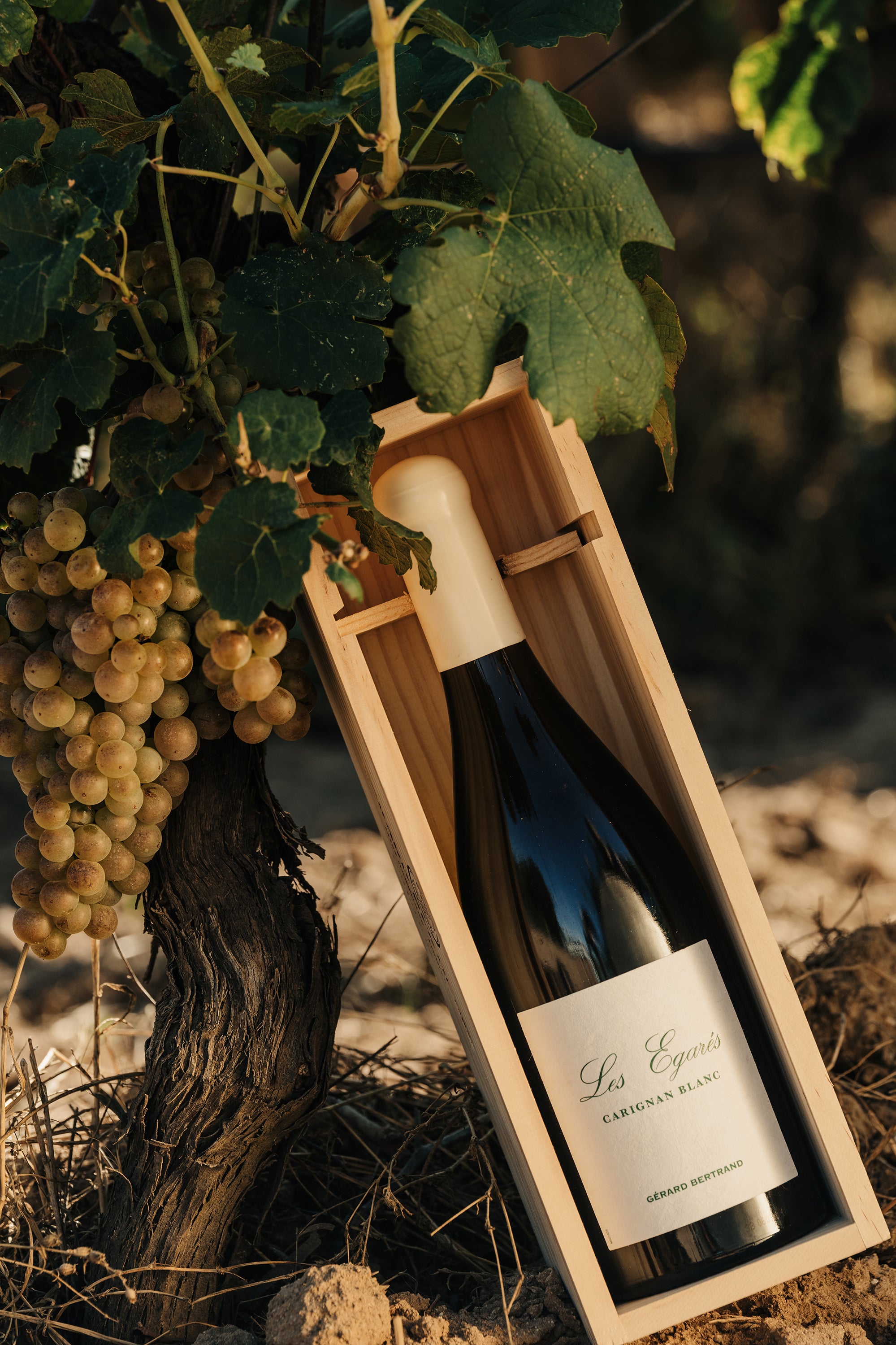 Les Égarés Carignan Blanc 2023 75cl Caisse Bois Unitaire - Gérard Bertrand 