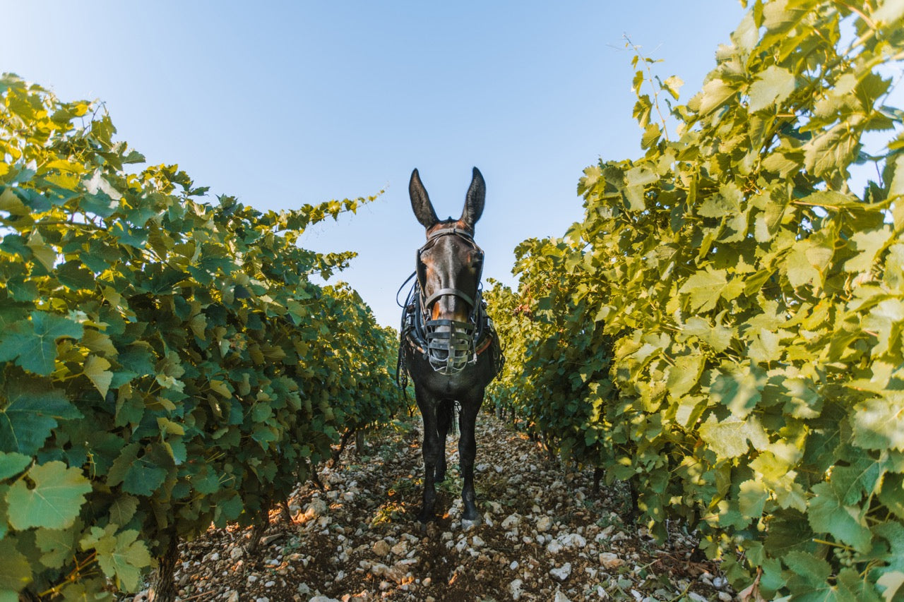 100 ans de biodynamie dans le monde : retour sur notre engagement