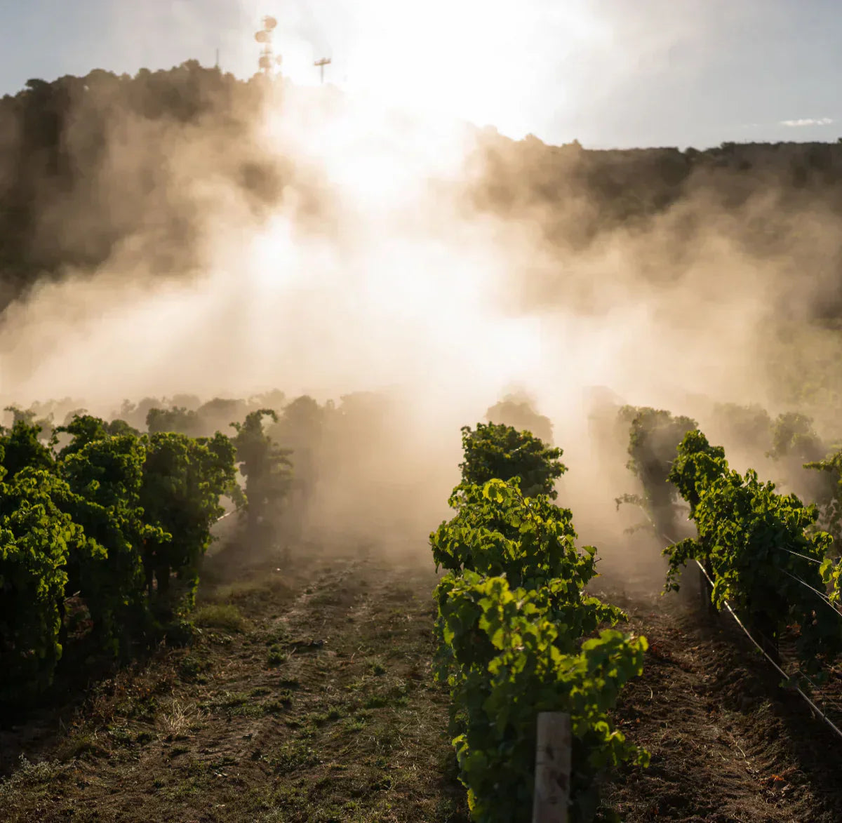 À la découverte de la Syrah, un cépage de caractère