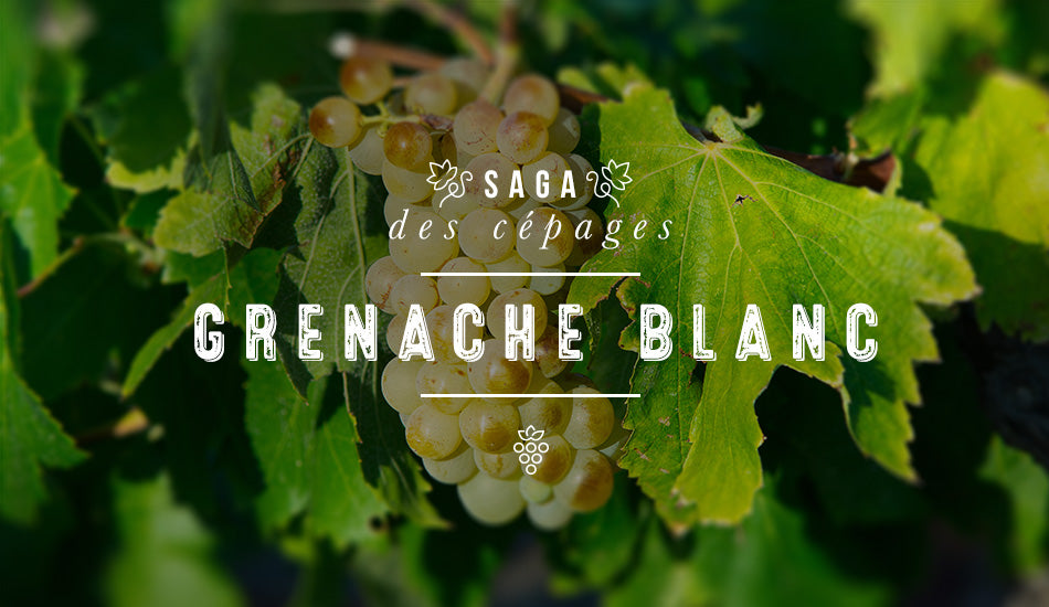 Saga des cépages - Grenache Blanc
