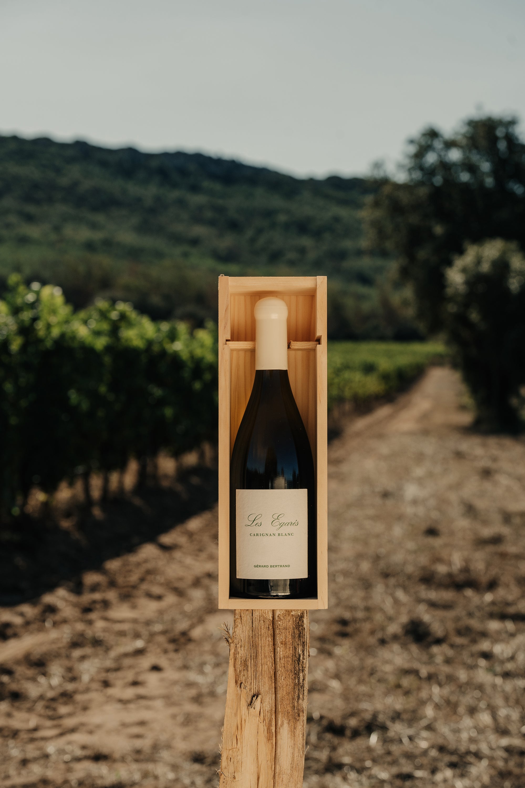 Les Égarés Carignan Blanc 2023 75cl Caisse Bois Unitaire - Gérard Bertrand 